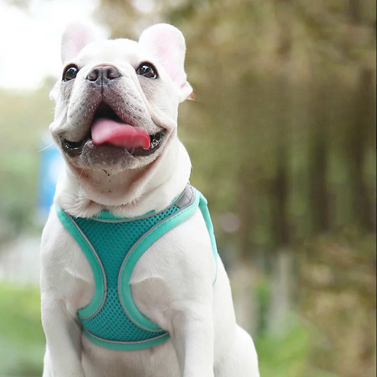 Leash Vest